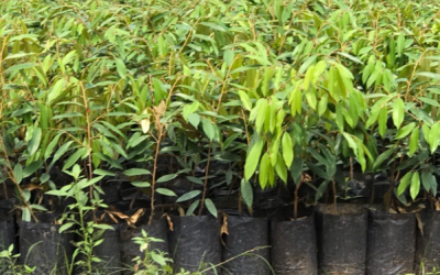 Penanaman anak pokok durian Musang King.